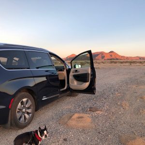 car and dog