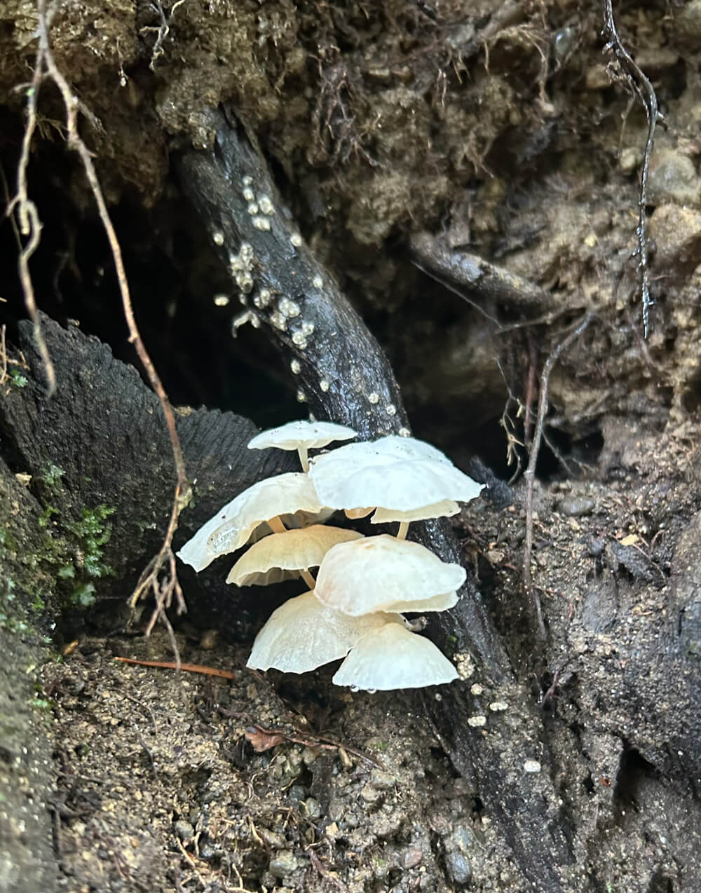 white mushroom
